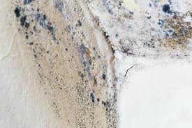 Mold Documentation for Insurance Claims in Viola, IL